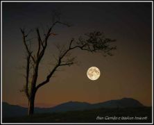 el rbol o la luna.jpg